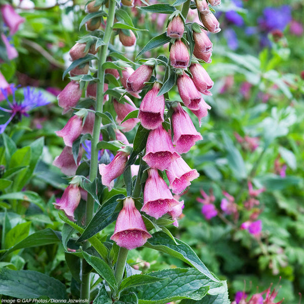 Strawberry Foxglove 'Summer King' seeds - Digitalis x mertonensis