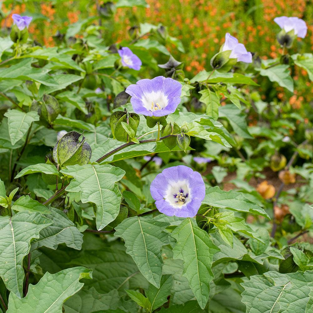 Nicandra 'Black Pod'