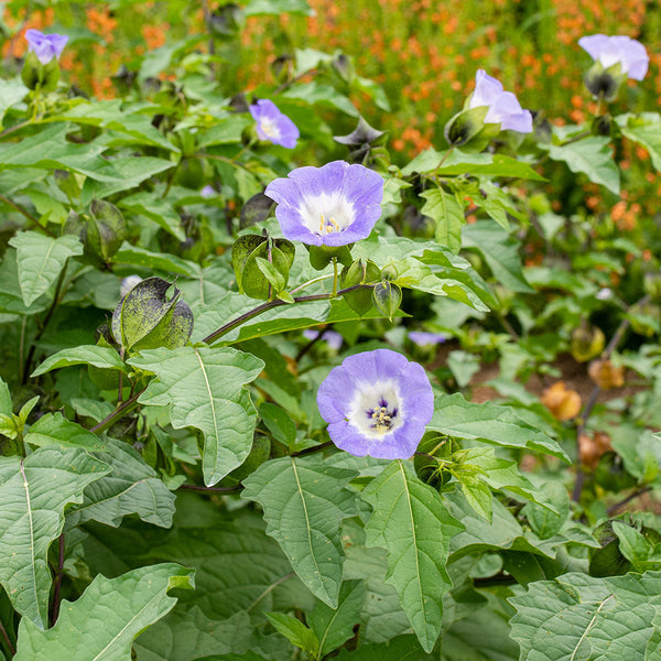 Nicandra 'Black Pod'