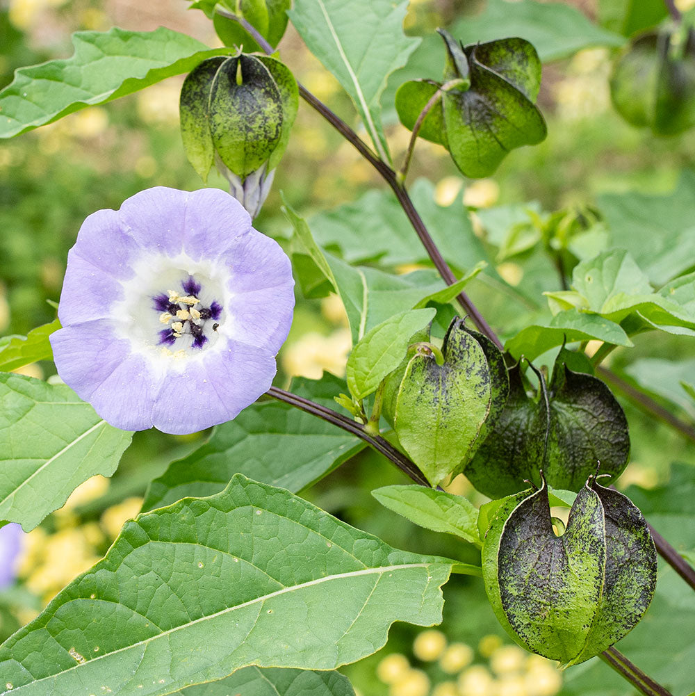 nicandra plant Nicandra 'Black Pod'