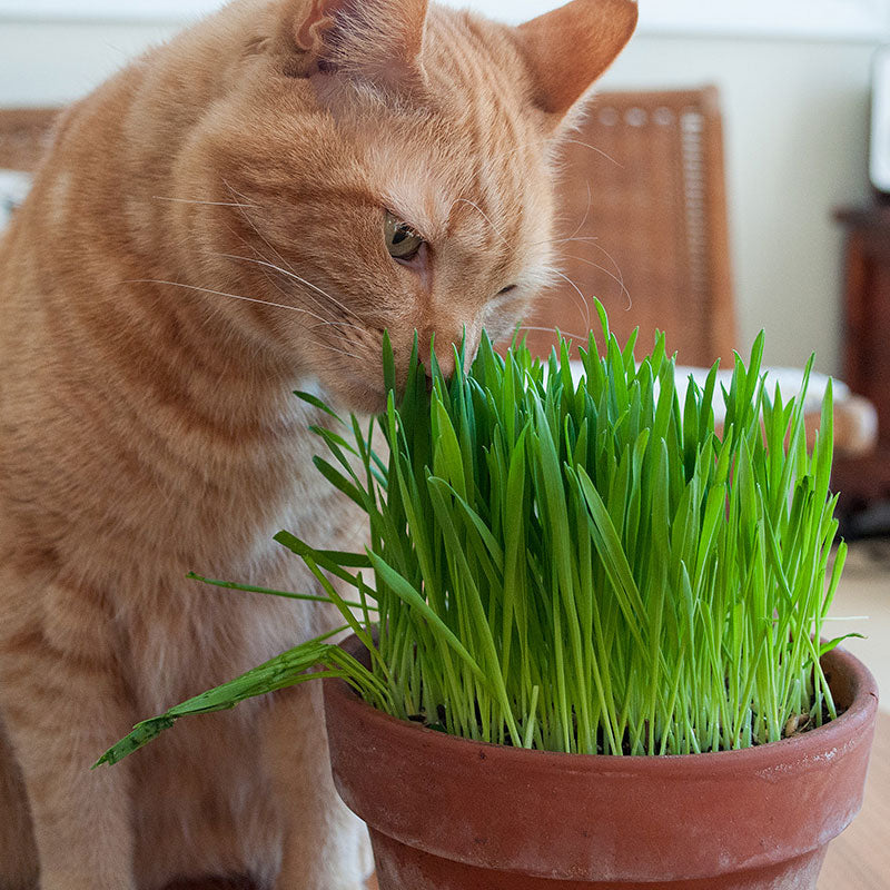 Cat Grass Organic