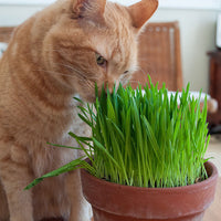 
    



Cat Grass Organic
