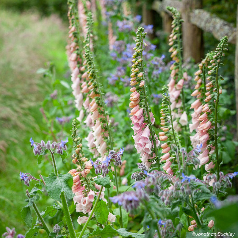 Foxglove 'Sutton's Apricot'