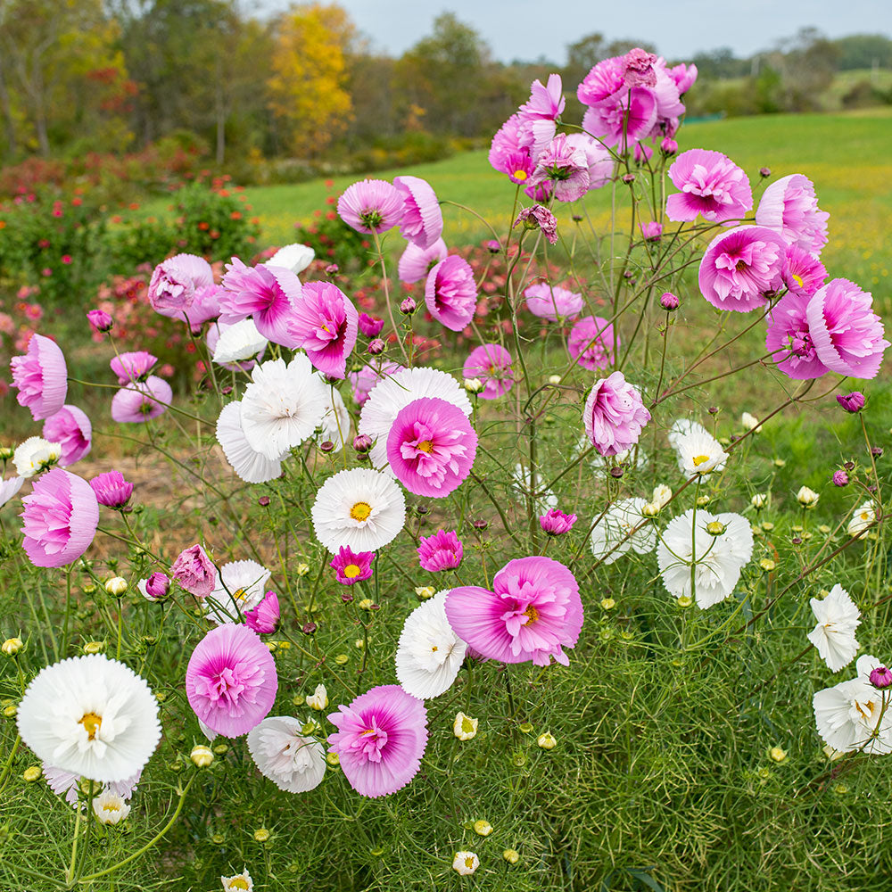 cosmos flower seed collection Cosmos 'Cupcakes Mix' Organic
