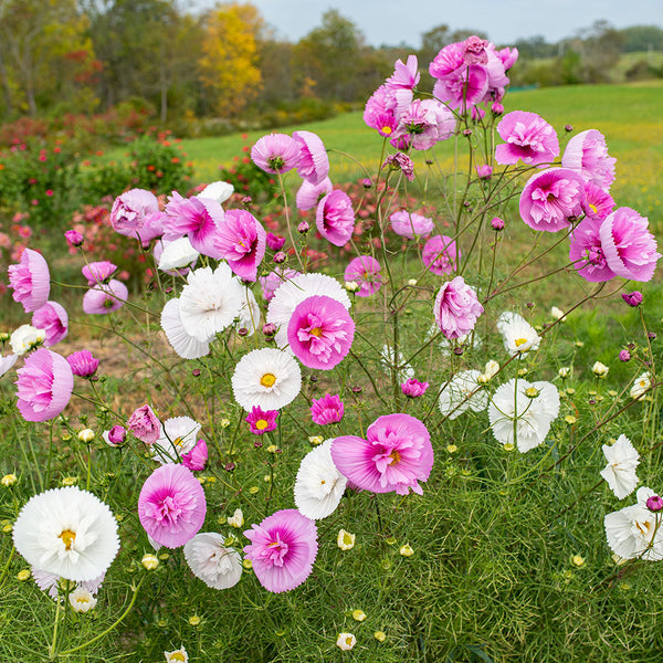 Cosmos 'Cupcakes Mix' seeds