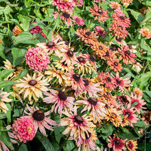 Rudbeckia 'Sahara'