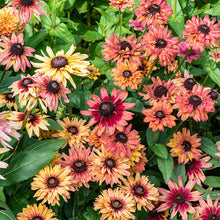 Rudbeckia 'Sahara'