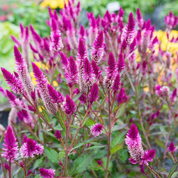 celosia asian garden seeds Celosia 'Asian Garden'