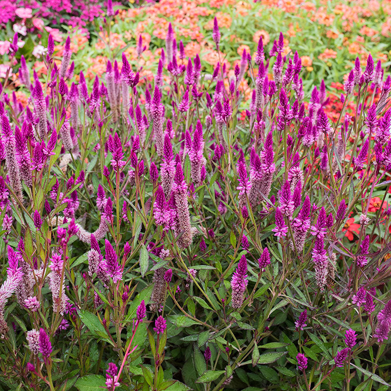 is celosia an indoor or outdoor plant Celosia 'Asian Garden' seeds