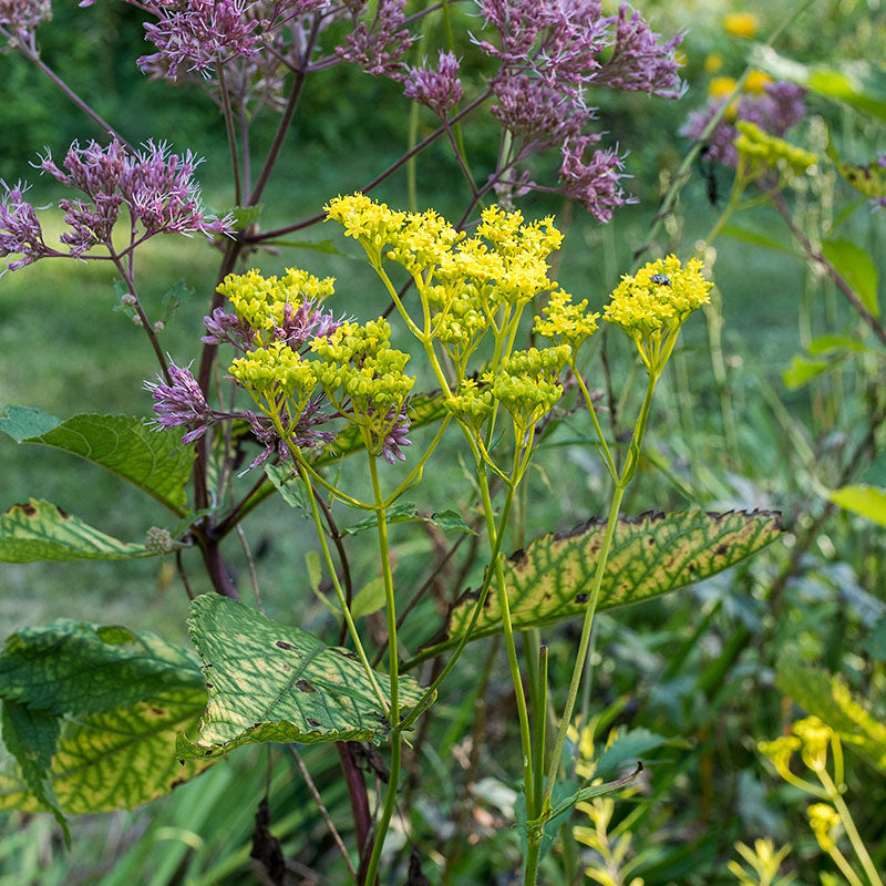 Golden Lace