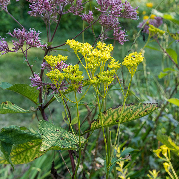 Golden Lace