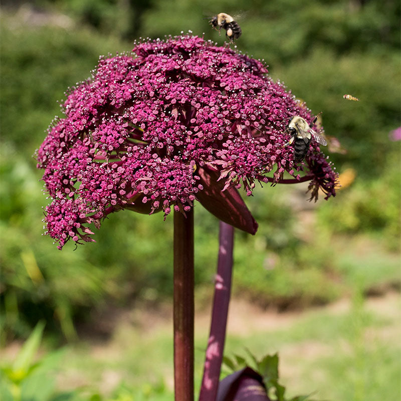 korean garden seeds Korean Angelica seeds