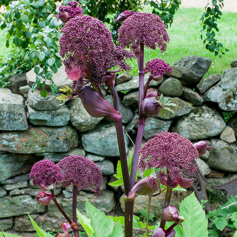 Korean Angelica seeds - Angelica gigas