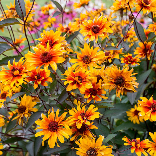 Heliopsis 'Burning Hearts' seeds
