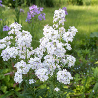 
    



Sweet Rocket 'White'
