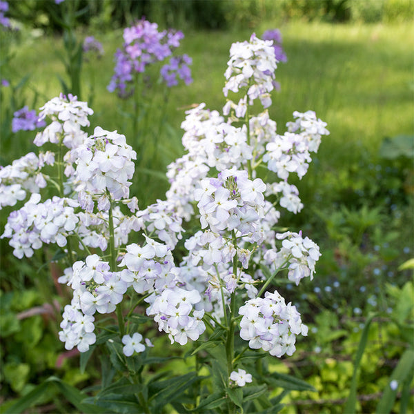 flower rocket seeds Sweet Rocket 'White'