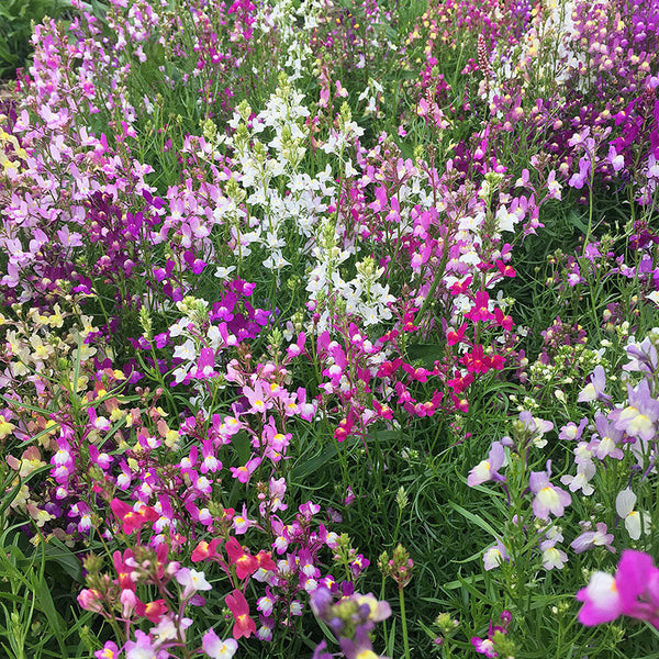 fairy rose seeds Linaria 'Fairy Bouquet' seeds