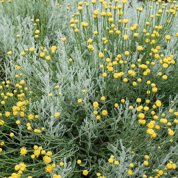 lavender cotton plant Lavender Cotton