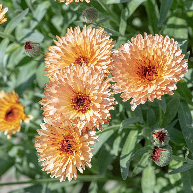 fire flash plant seeds Calendula 'Orange Flash' seeds
