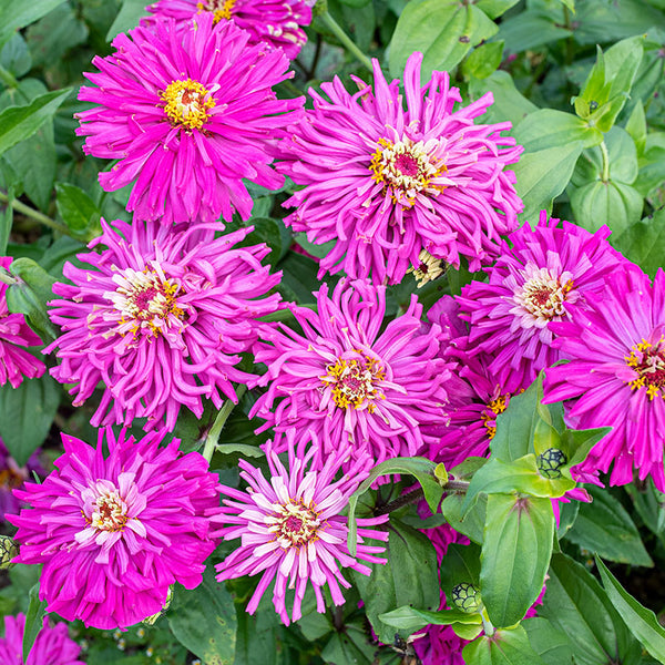 Zinnia 'Lilac Empress' seeds