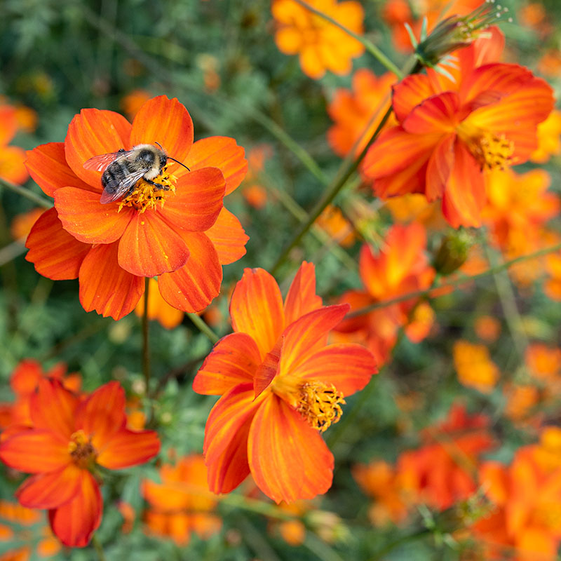 Cosmos 'Sunset Orange'