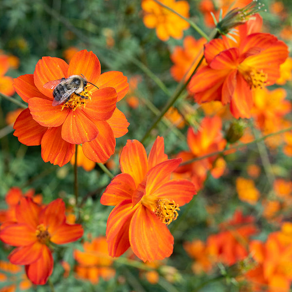 cosmos seed planting depth Cosmos 'Sunset Orange' seeds