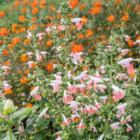 
    



Salvia - Texas Sage 'Brenthurst Pink'
