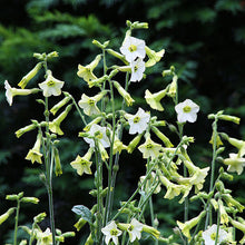 Tobacco 'Starlight Dancer'