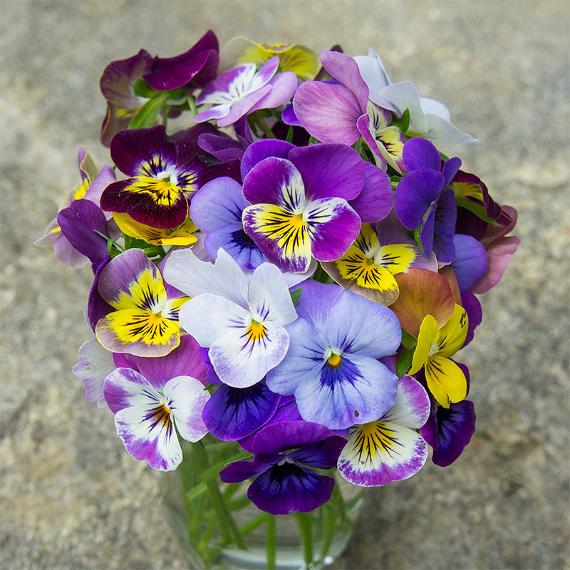 Viola 'Chicky Chicks'