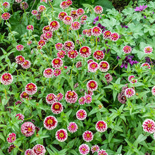 Zinnia 'Jazzy Red'