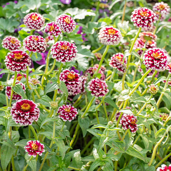 zinnia potted plants Zinnia 'Jazzy Red' seeds