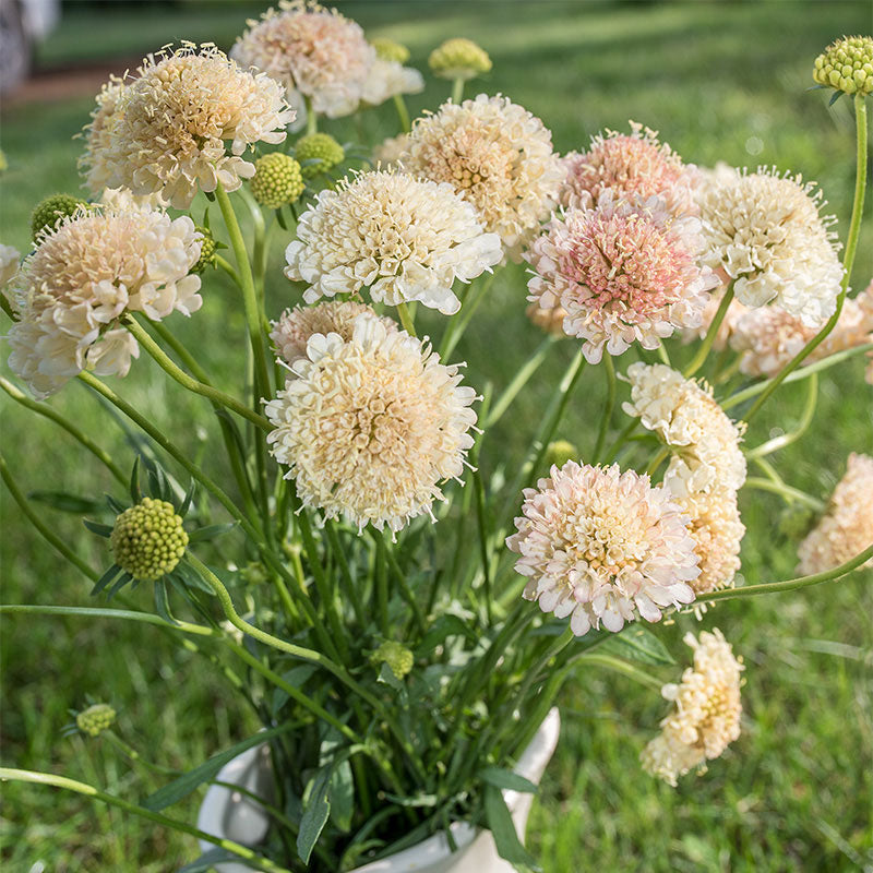 Sweet Scabious 'Fata Morgana' Organic