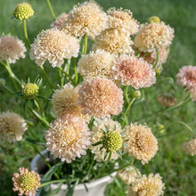 Sweet Scabious 'Fata Morgana' Organic