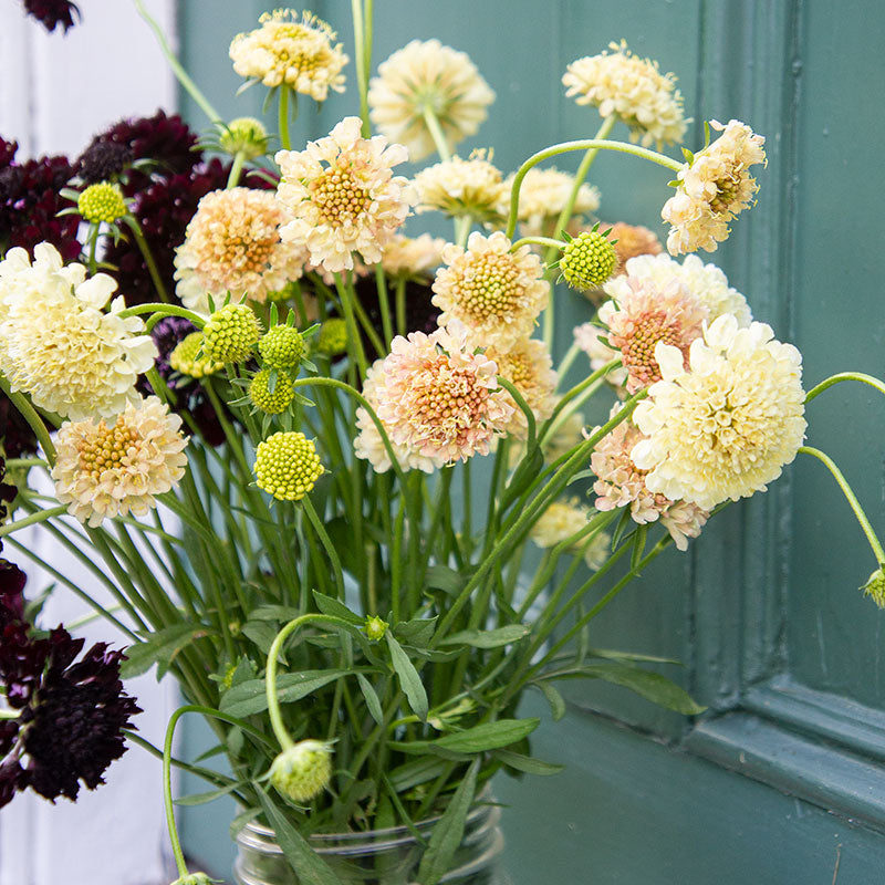 Sweet Scabious 'Fata Morgana'