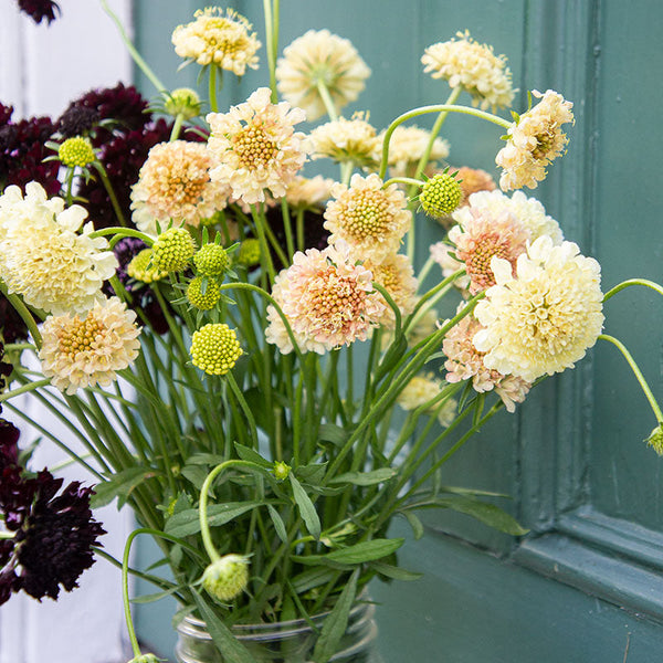 Sweet Scabious 'Fata Morgana' Organic