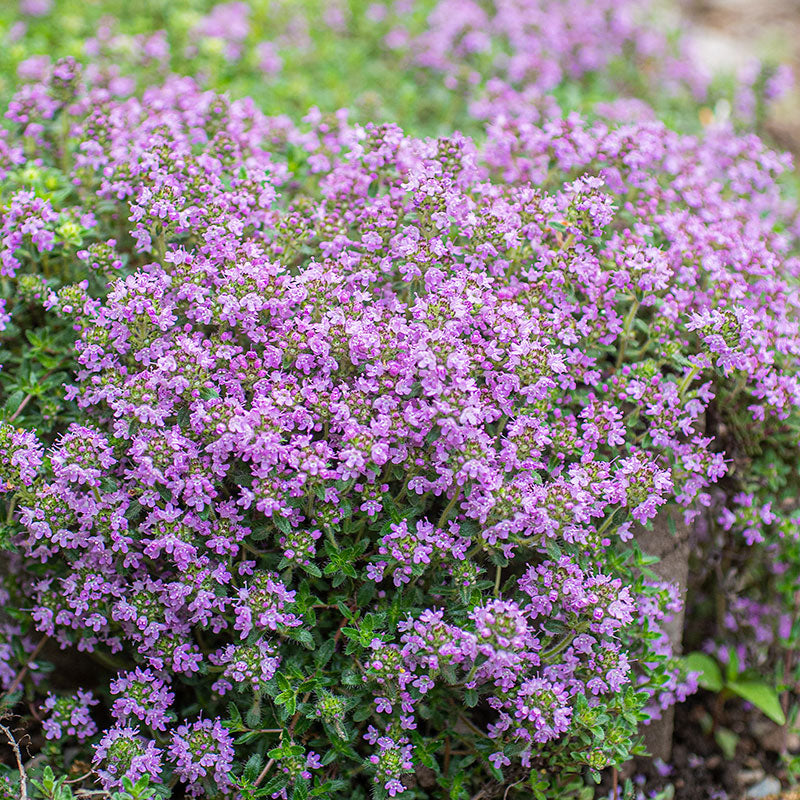 creeping thyme flower seed mat Creeping Thyme 'Magic Carpet' seeds