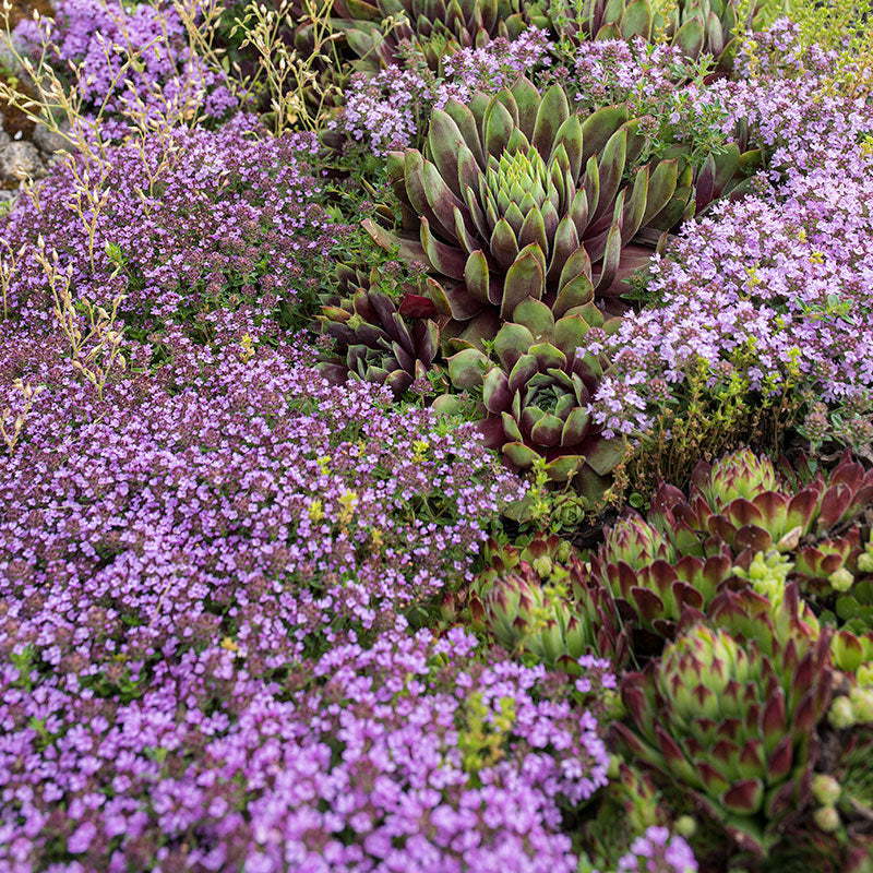 creeping thyme flower seed mat Creeping Thyme 'Magic Carpet' seeds