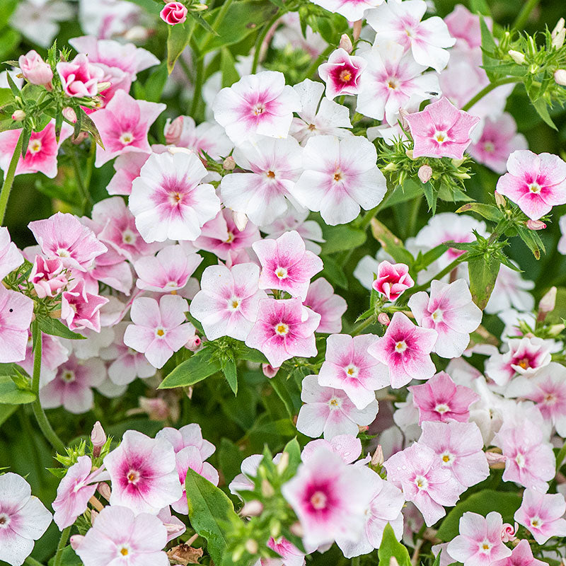 Phlox 'Blushing Bride