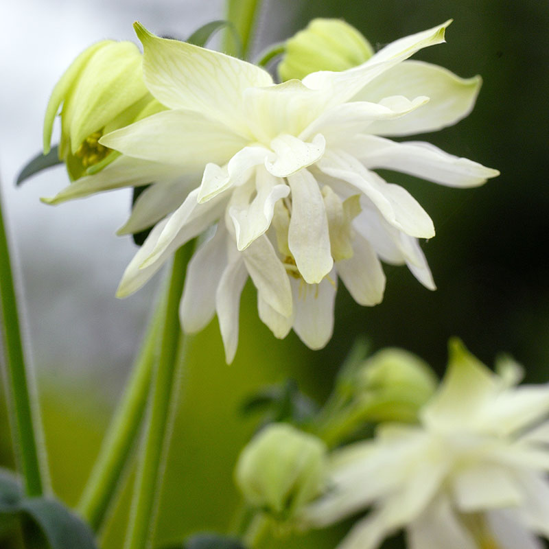 Columbine 'Lime Sorbet'