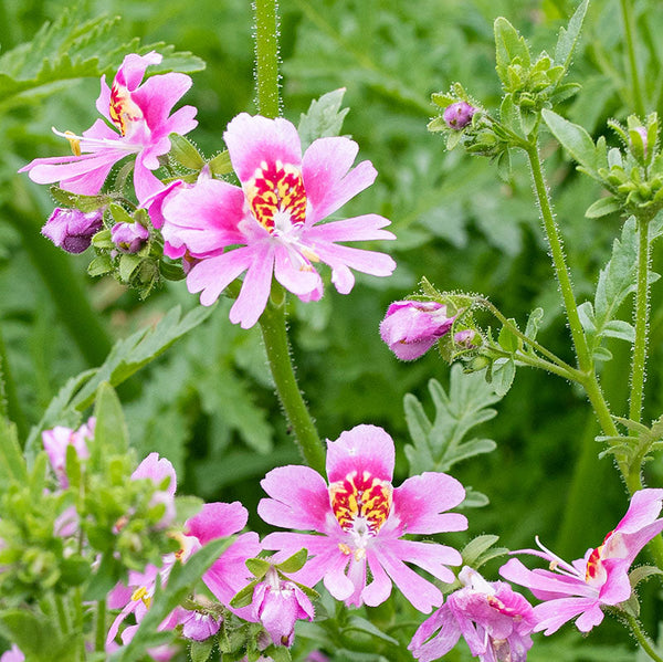 butterfly plant seeds for sale Butterfly Flower 'Dr. Badger's Mix' seeds