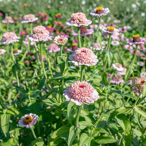 lilac flower seeds Zinnia 'Zinderella Lilac' seeds
