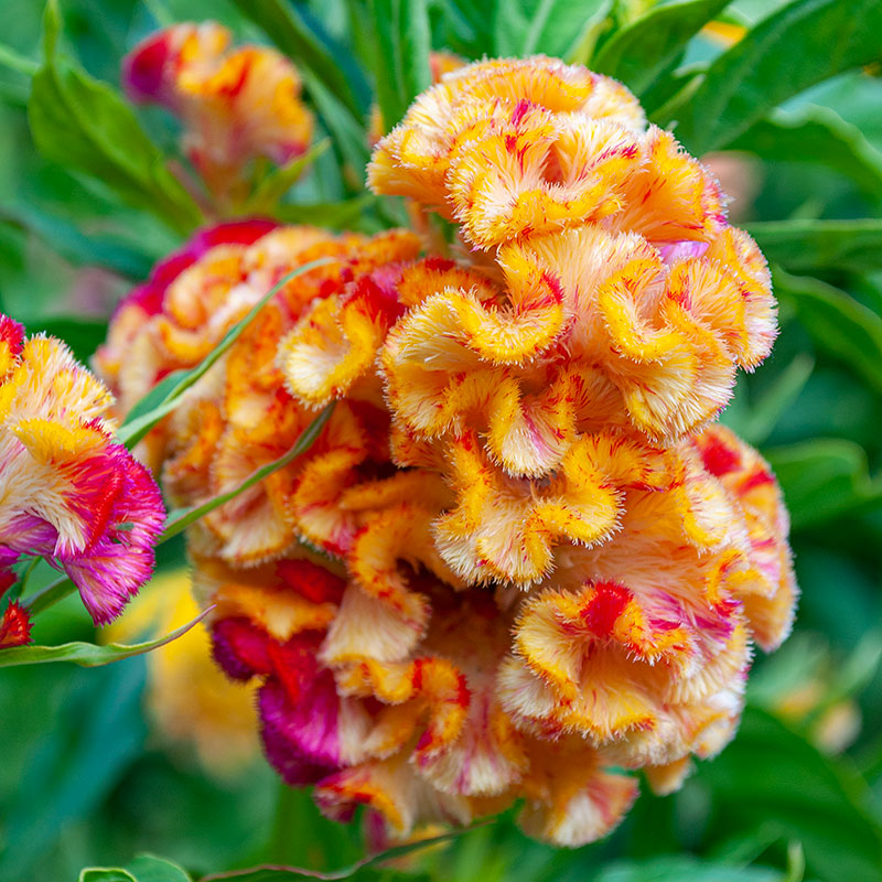 
  



Celosia Kurume™ 'Corona'
