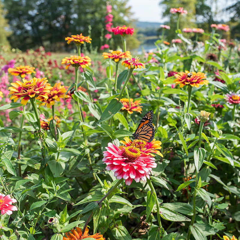 Zinnia 'Whirlygig Mix'