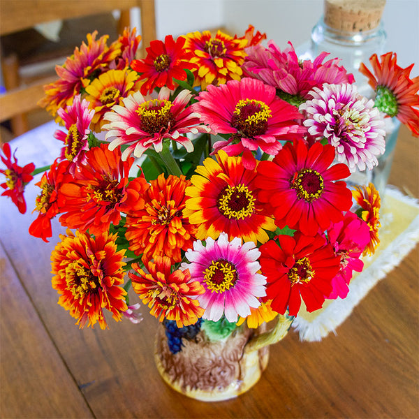 Zinnia 'Whirlygig Mix'