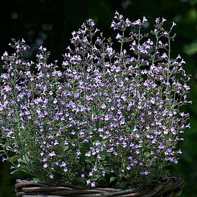 Calamintha 'Marvelette Blue'