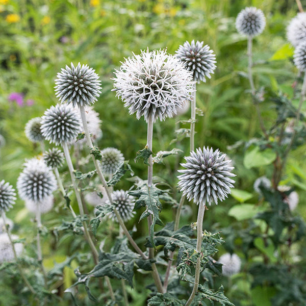 planting globe thistle seeds Globe Thistle 'Star Frost' seeds
