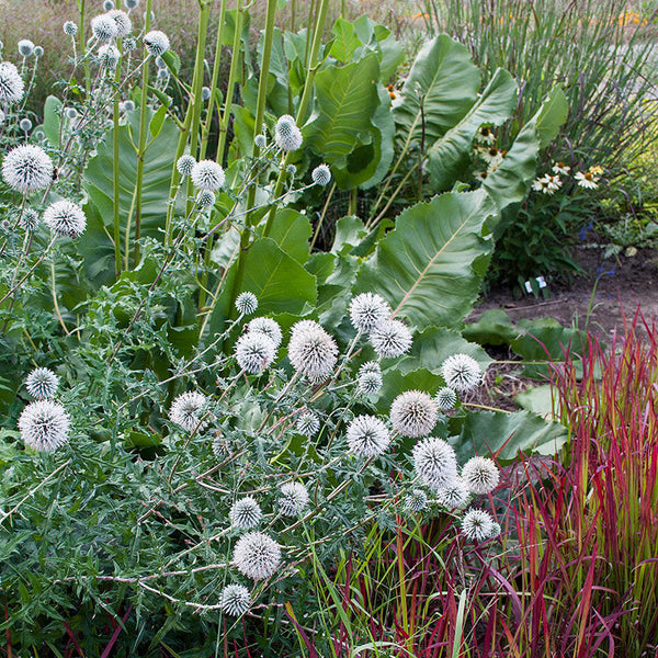 Globe Thistle 'Star Frost'