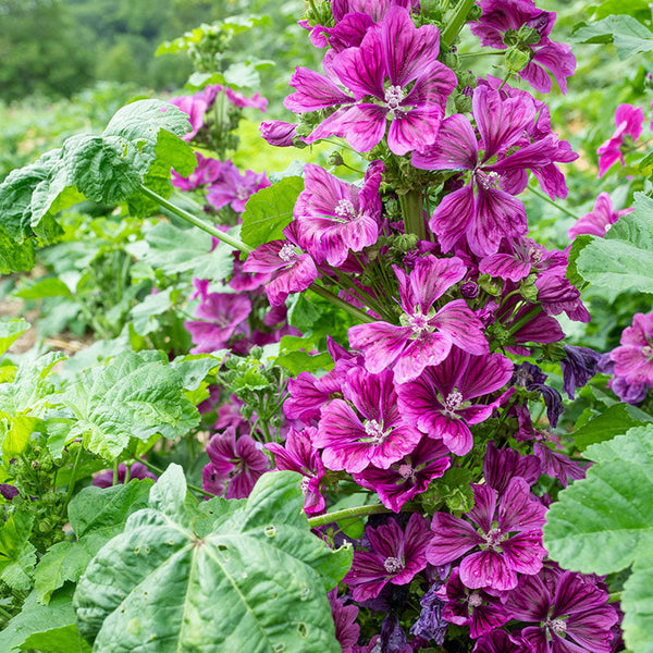 Malva 'Mauritanica' Organic