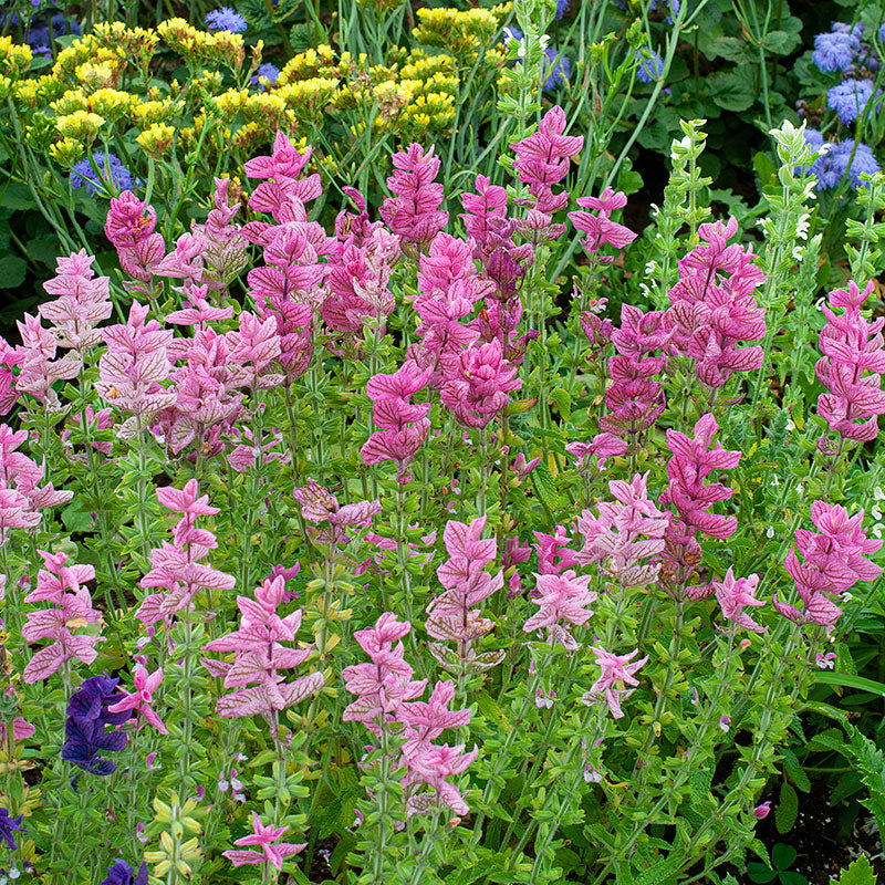 Salvia - Annual Clary 'Rose'