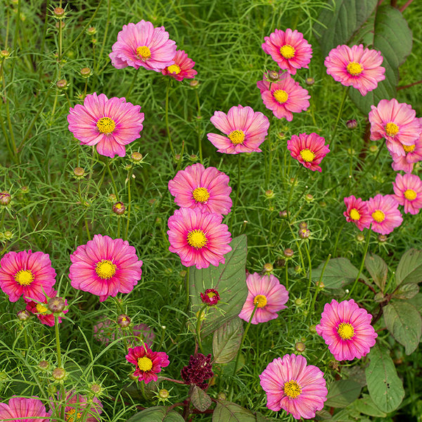 Cosmos 'Xsenia'